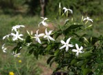 Jasminum azoricum.JPG