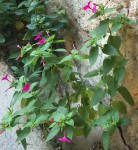 IMG_0298.JPG