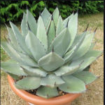 agave parryi chihuahua.PNG