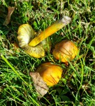 Hygrocybe nigrescens.jpg