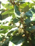 Elaeagnus x ebbingei 9 2021.JPG