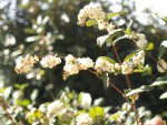 Symphoricarpos albus 2.JPG