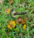 Hygrocybe.jpg