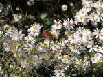 Symphyotrichum lanceolatum + cuivré commun.JPG