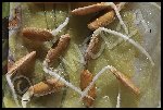 Melon Gallia (Gros jaune) : graines récupérées sur fruit du commerce : vont-ils donner quelque chose ? Je vous dirais