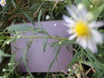 Aster  feuilles.JPG
