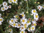 Aster + bourdon.JPG