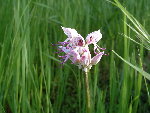 Fleurs et jardins 2006-04-23_0001 bis.jpg