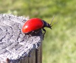 Chrysolina lucida ou autre.JPG