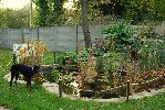 Haut perché se trouvaient mes beaux arums..Snif snif