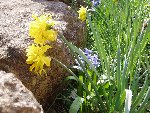 la bordure de la terrasse