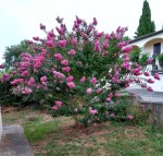 IMG_20180809_075456327_HDR~2.jpg
