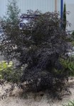 IMG_0754.jpeg