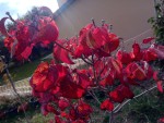 Cornus 'Rubra'