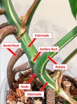 Screenshot 2021-10-31 at 12-56-03 monstera-propagation-anatomy png (Image WEBP, 1282 × 1715 pixels) - Redimensionnée (53%).jpg