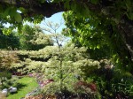 Cornus controversa 'Vaiegata'.JPG