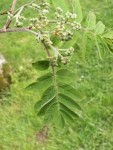 Inflorescence