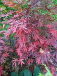 'sumi nagashi'
