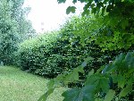 en été