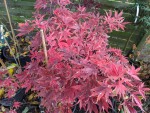 'Westonbirt red'