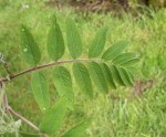 Feuille