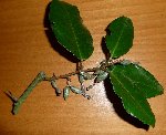 arbre.jpg