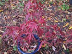 acerp-atrolineare_211115a.jpg