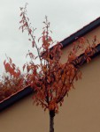 Prunus kanzan