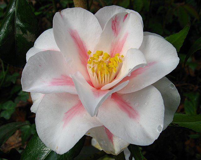 Camélia Japonica ' Lady Vansittart '