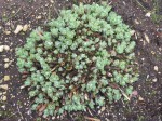 Sedum spectabile 'Carl'.JPG