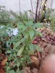 IMG_20211126_102727.jpg