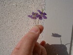 DSCF0267.JPG