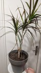 dracaena.jpg