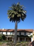 Palmier Santa Barbara CA.jpg