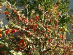 Cotoneaster franchetii.JPG