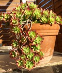 Sedum palmeri.JPG