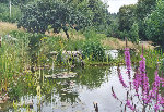 bassin1.jpg
