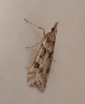 Eudonia angustea.JPG