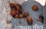 Coccinoël.JPG