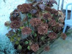 HORTENSIA NOEL.JPG