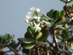 Crassula ovata fleurs 2.JPG