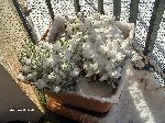 ma lavande sous la neige