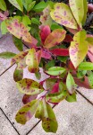 Feuilles de photinia tachées.jpg