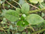 PICT0039.JPG