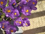 printemps 166.jpg (69.43 Kio) Consulté 4126 fois mes crocus