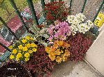 mes chrysanthèmes à l'automne dernier