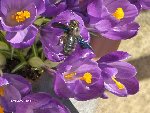 abeille charpentière