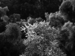 Juniperus oxycedrus, Genevrier cade..JPG
