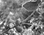 Quercus ilex,Chêne vert..JPG