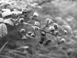 Rubus fruticosus, la Ronce..JPG